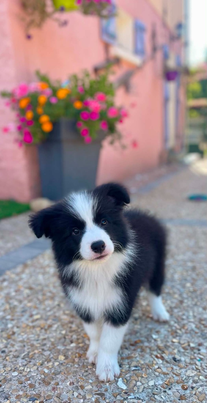 du Paradis des P'tits Cracks - Chiots disponibles - Border Collie