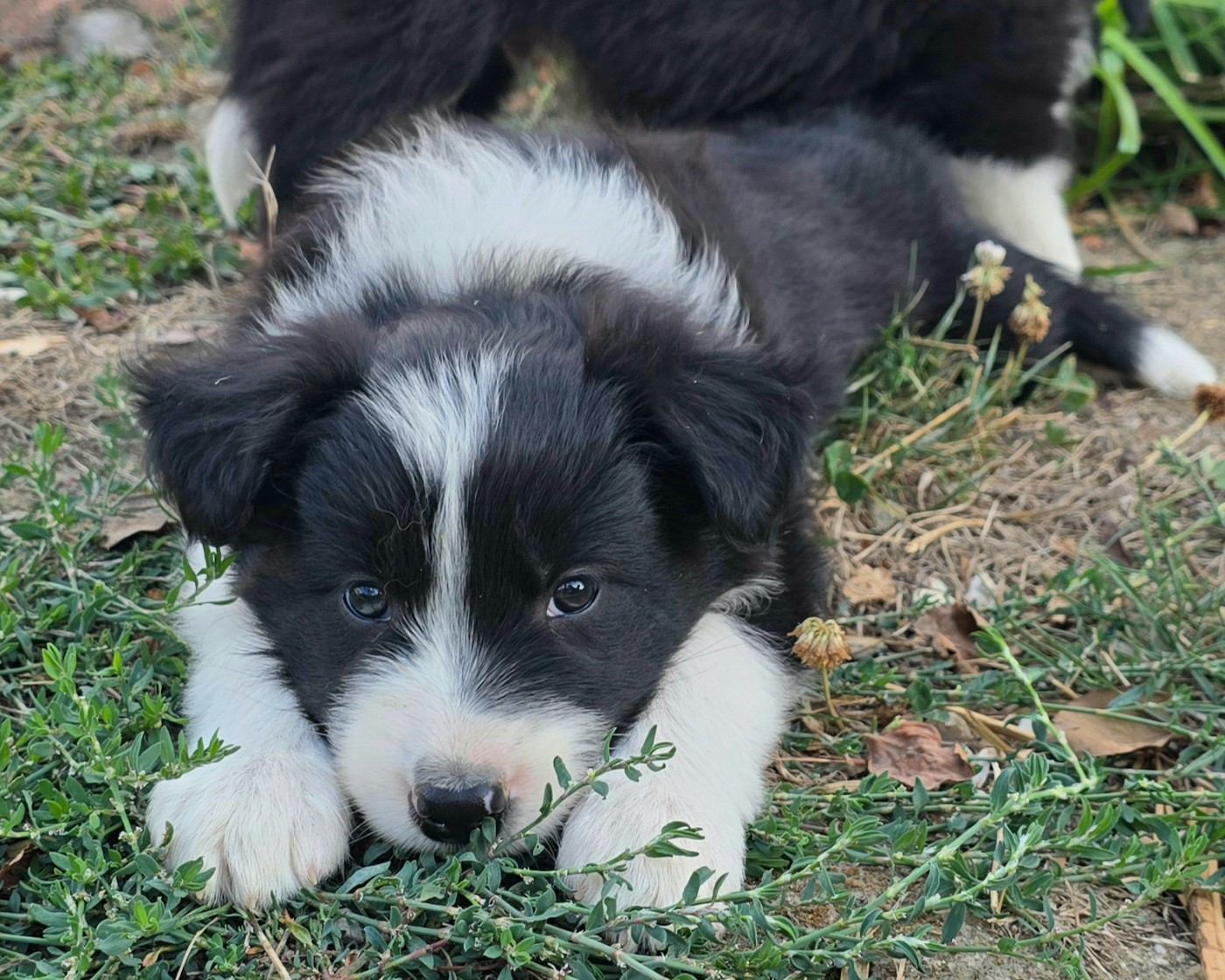 du Paradis des P'tits Cracks - Chiots disponibles - Border Collie