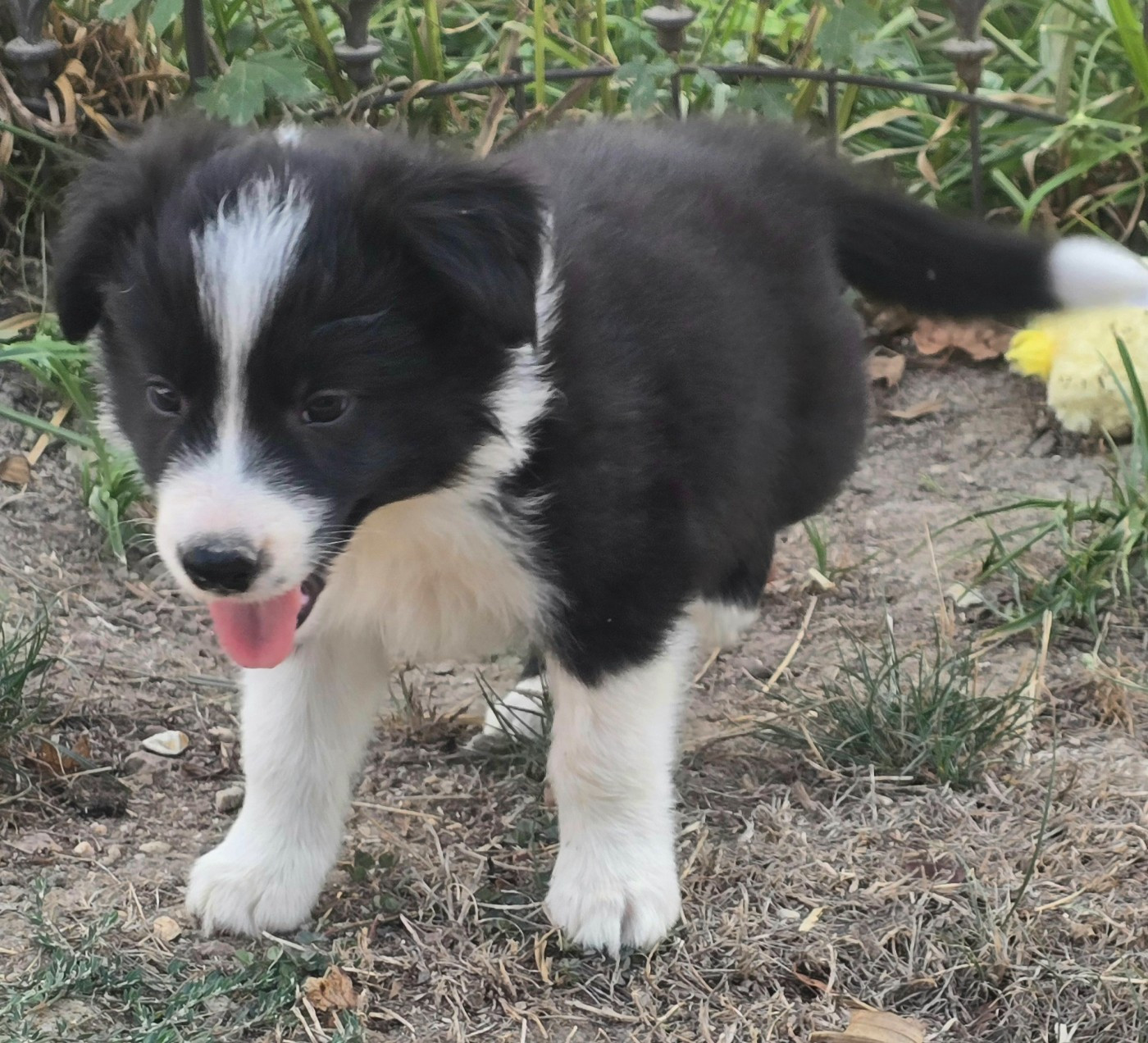 du Paradis des P'tits Cracks - Chiots disponibles - Border Collie