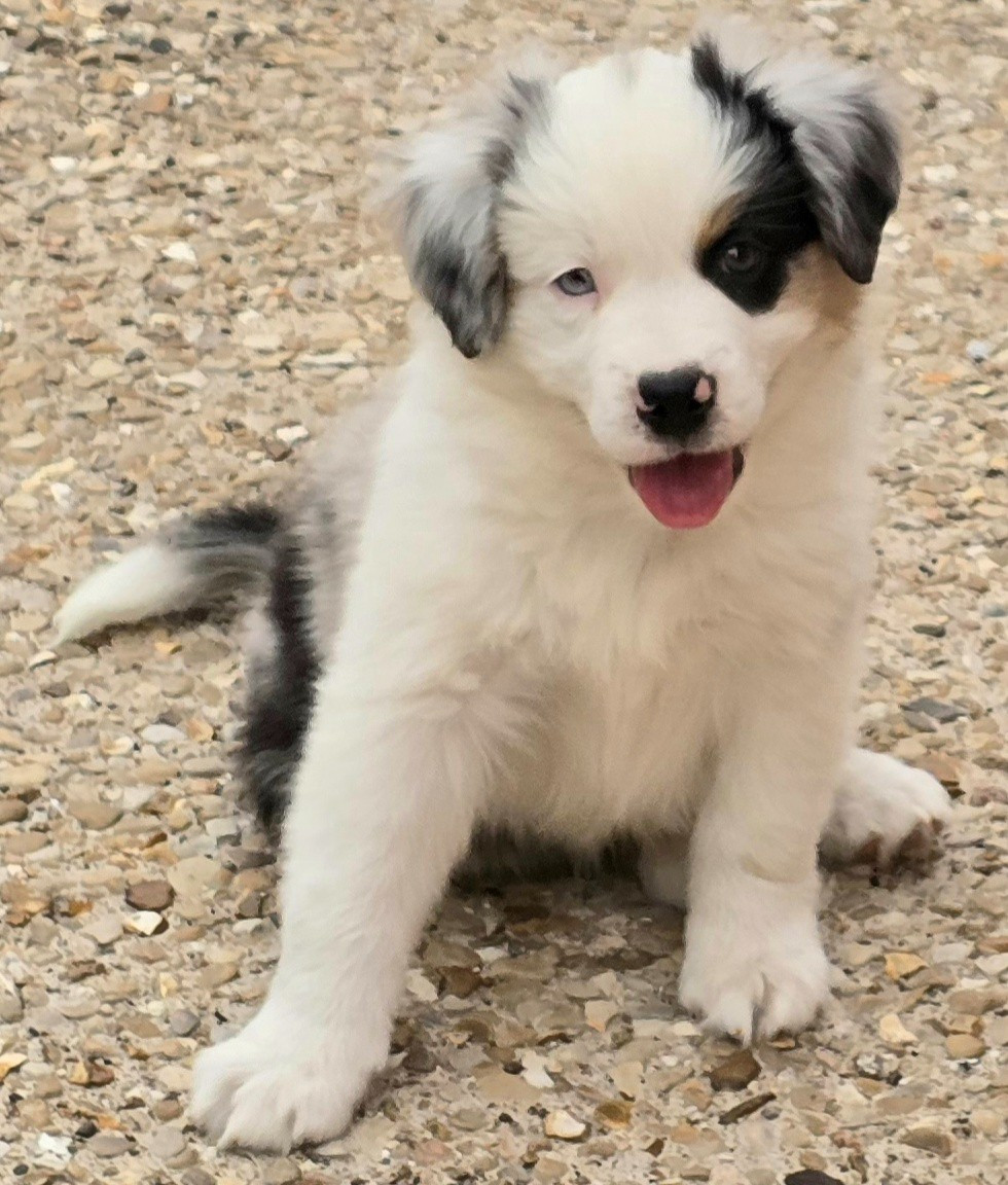 du Paradis des P'tits Cracks - Chiots disponibles - Berger Américain Miniature 