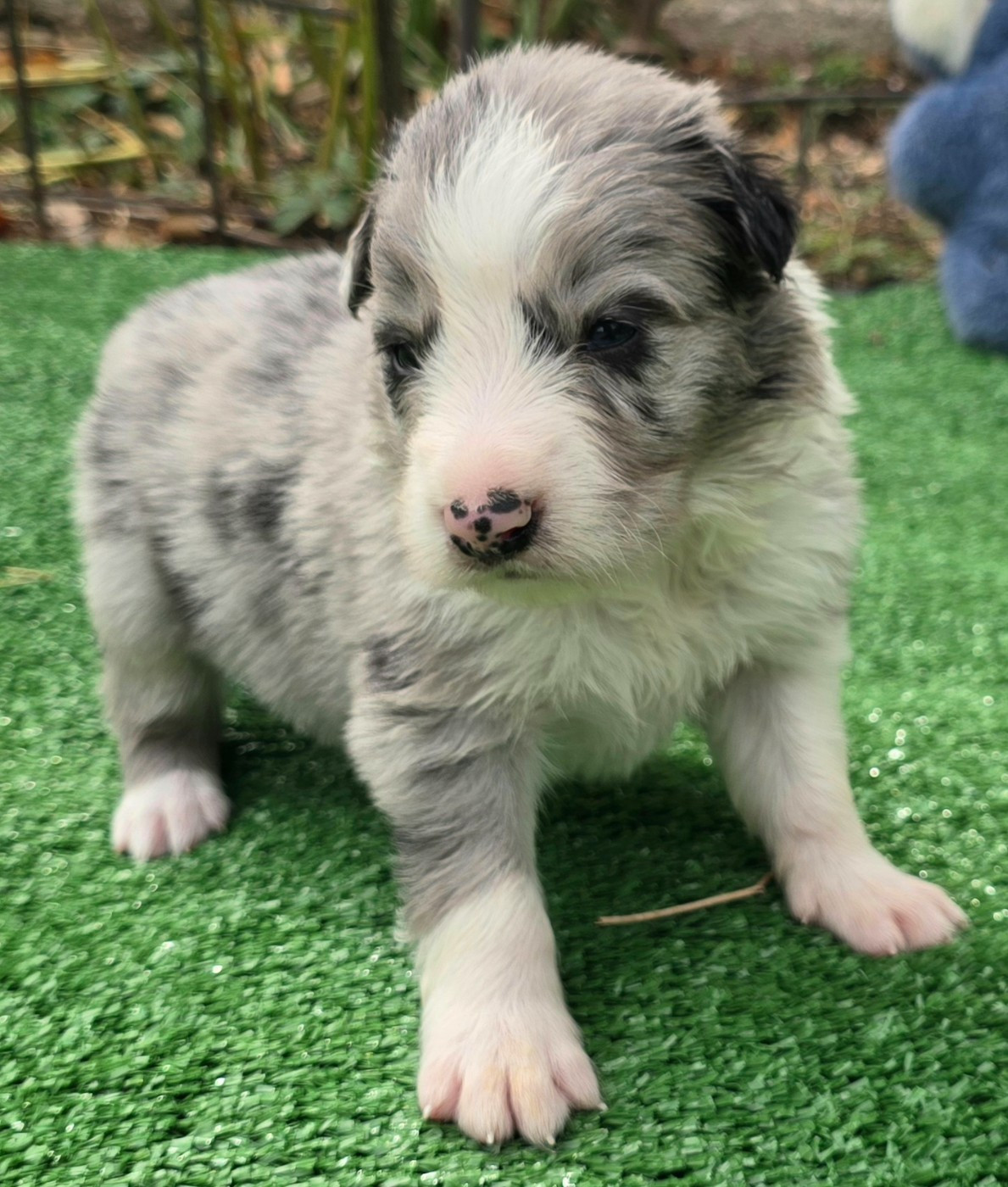 du Paradis des P'tits Cracks - Chiots disponibles - Border Collie