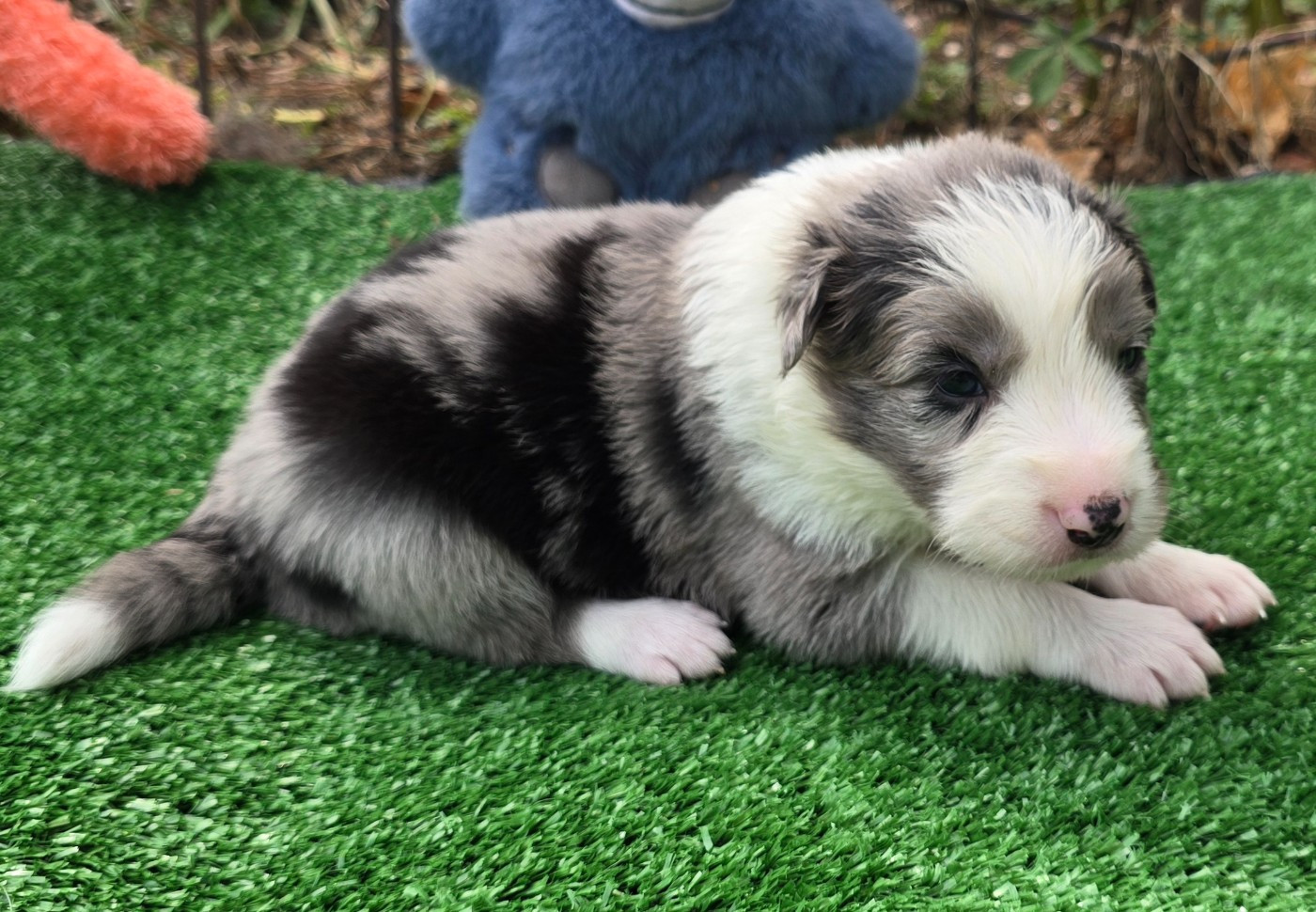 du Paradis des P'tits Cracks - Chiots disponibles - Border Collie