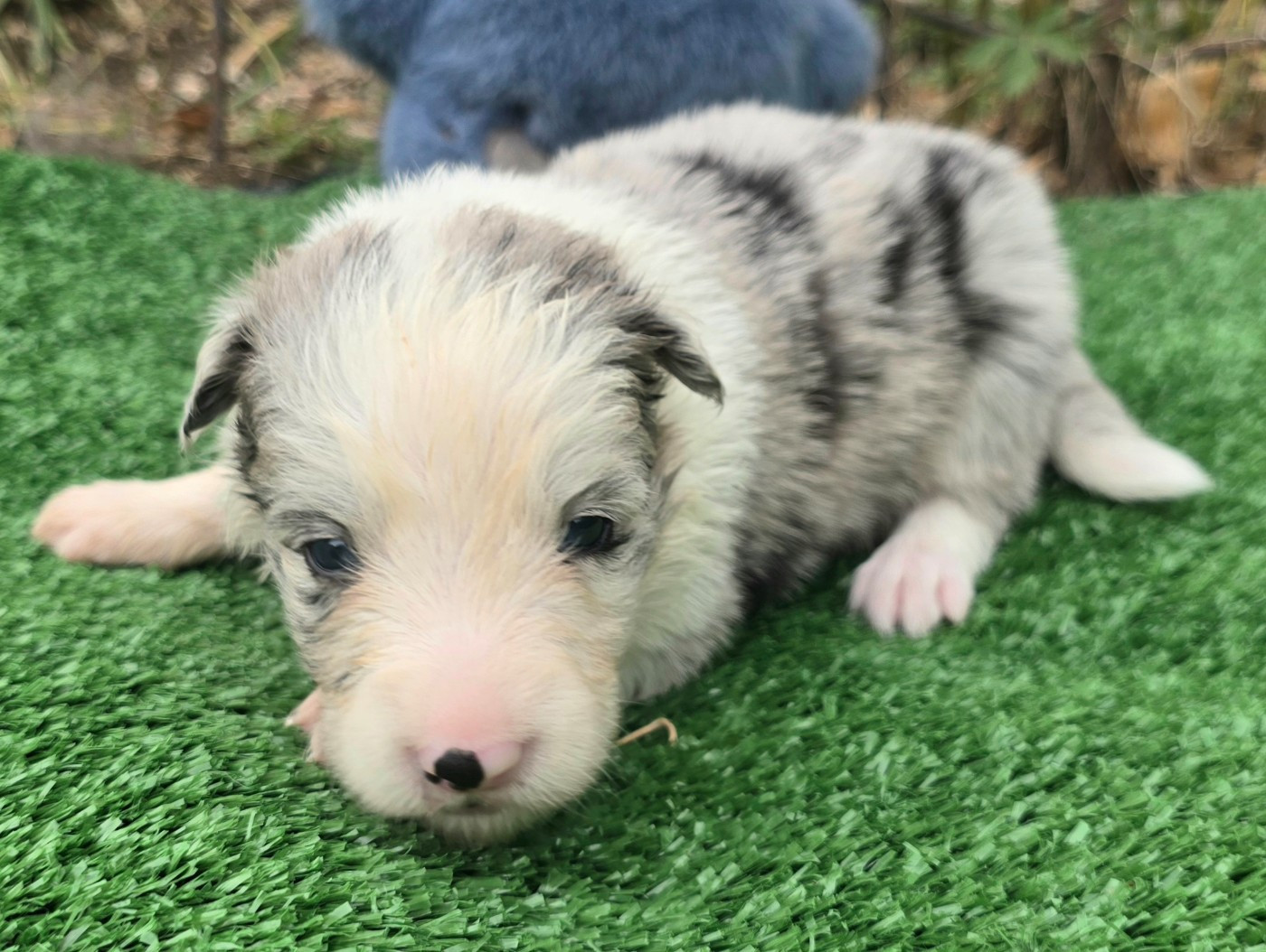 du Paradis des P'tits Cracks - Chiots disponibles - Border Collie