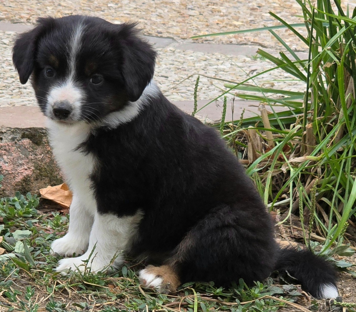 du Paradis des P'tits Cracks - Chiots disponibles - Berger Américain Miniature 