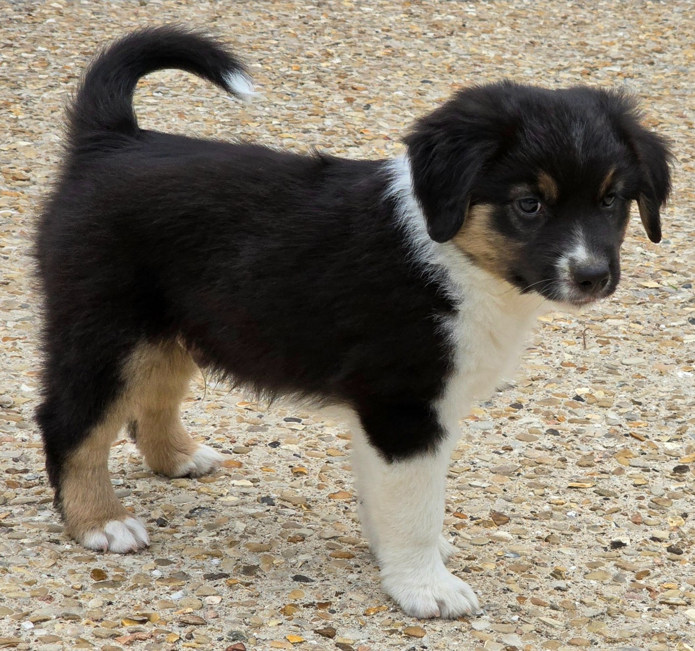 du Paradis des P'tits Cracks - Chiots disponibles - Berger Américain Miniature 