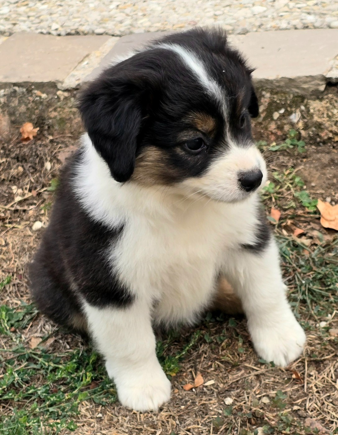 du Paradis des P'tits Cracks - Chiots disponibles - Berger Américain Miniature 