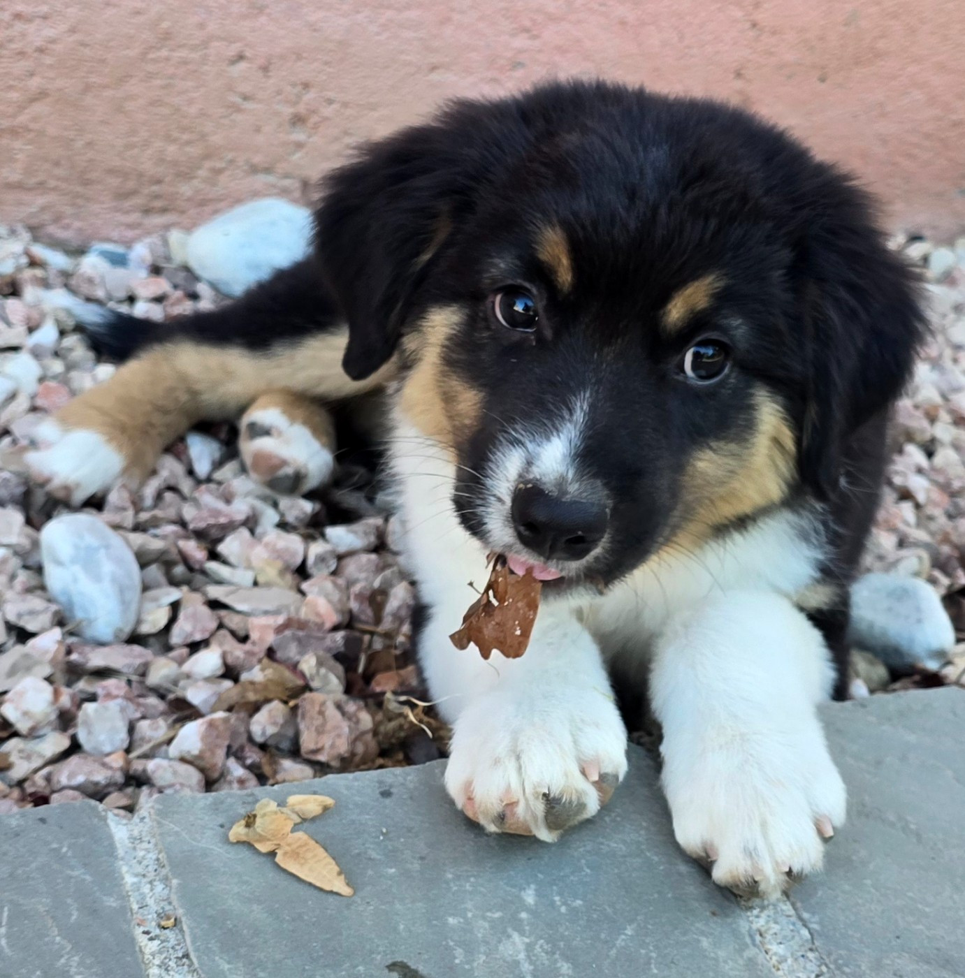du Paradis des P'tits Cracks - Chiots disponibles - Berger Américain Miniature 