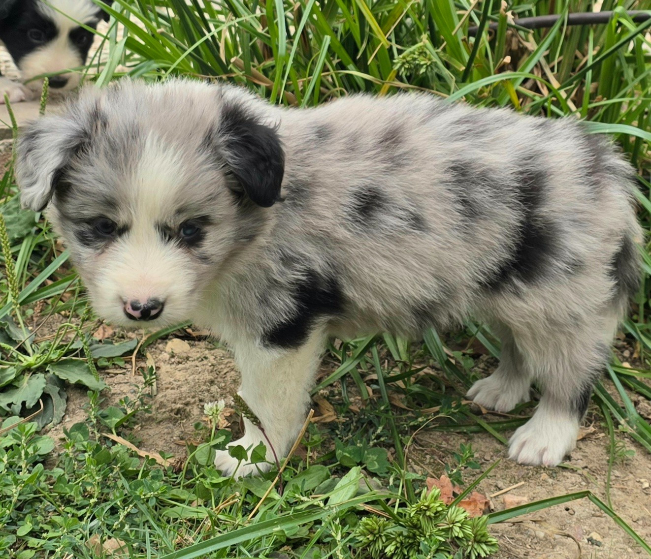 du Paradis des P'tits Cracks - Chiots disponibles - Border Collie