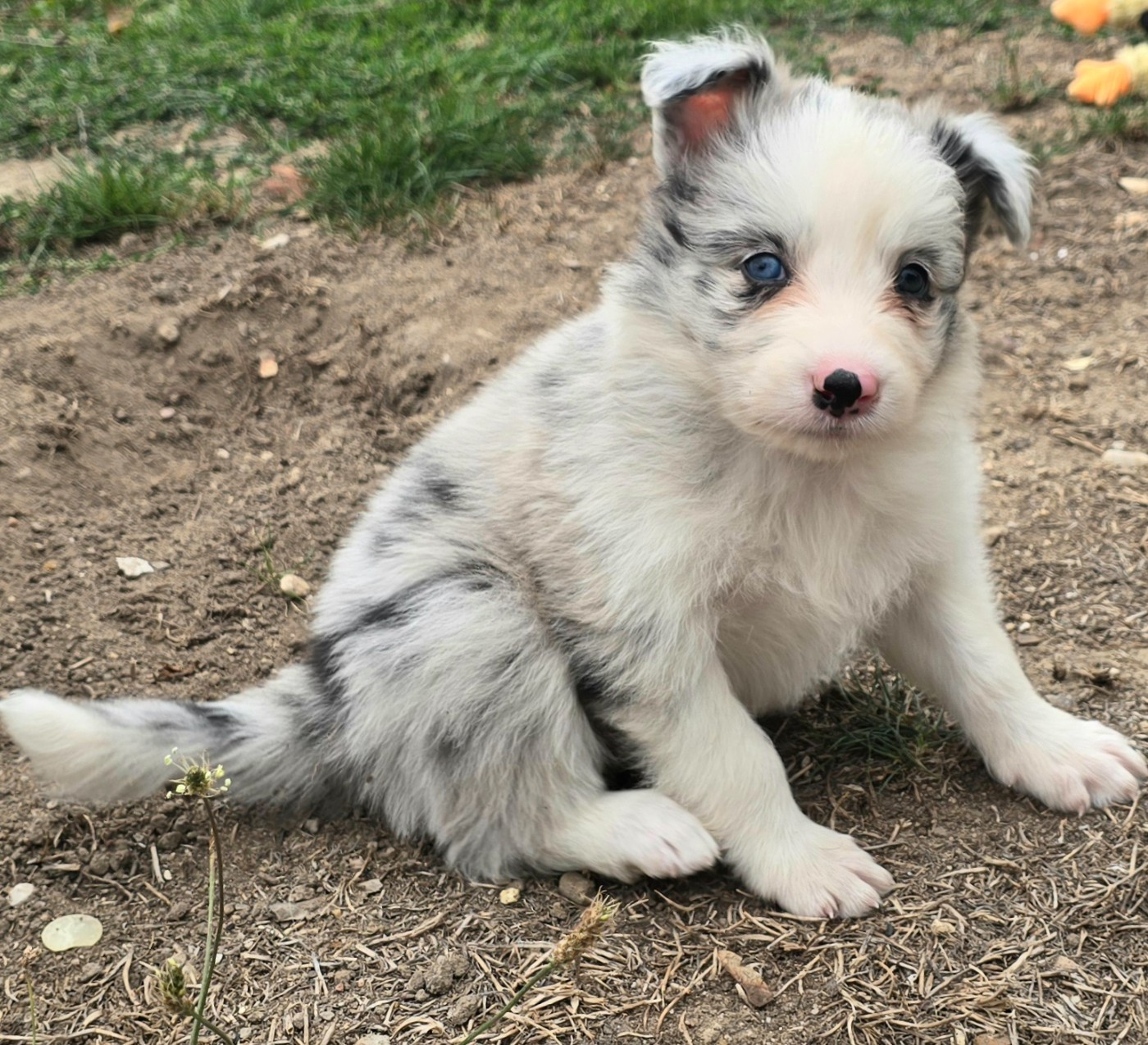 du Paradis des P'tits Cracks - Chiots disponibles - Border Collie