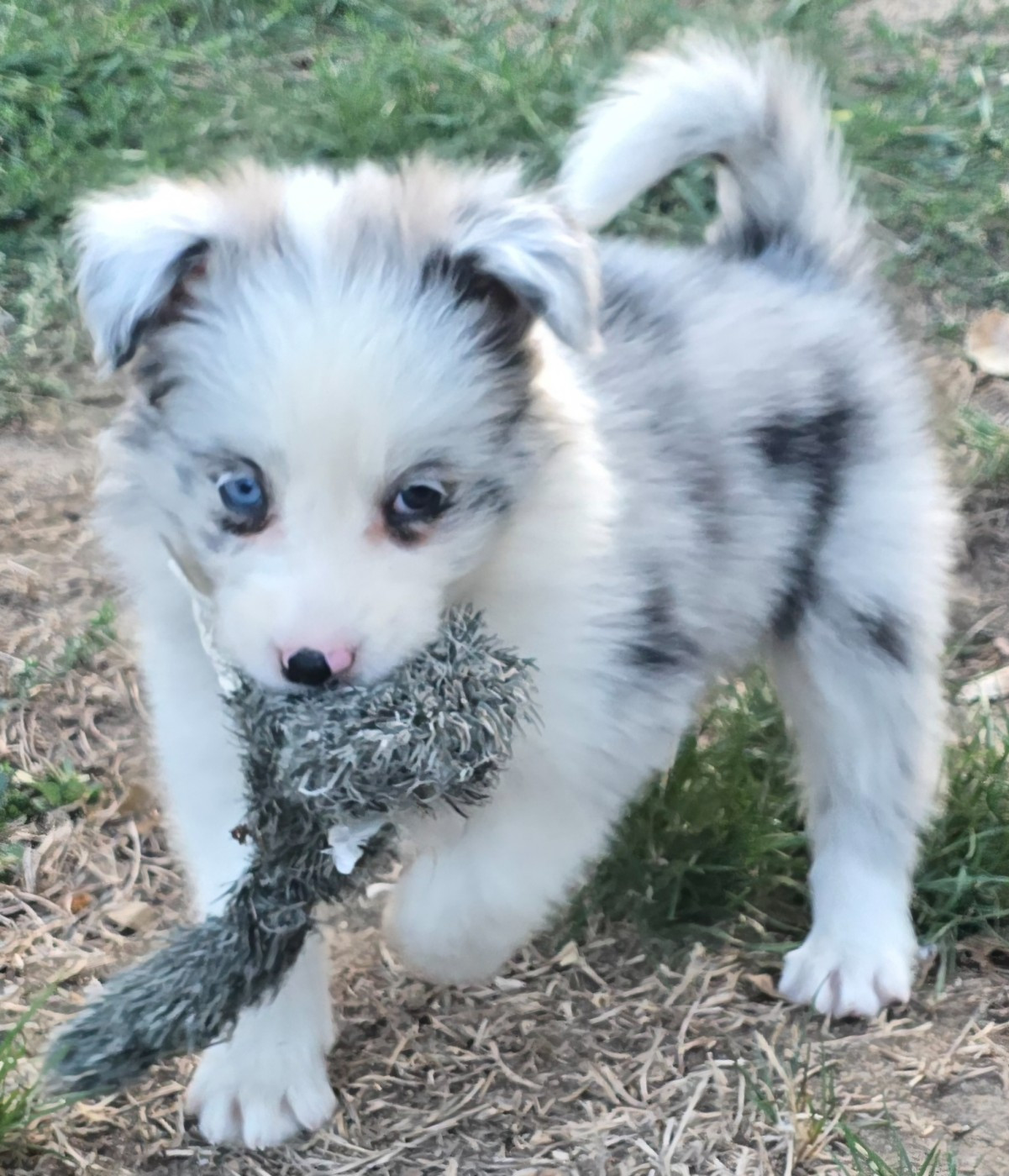 du Paradis des P'tits Cracks - Chiots disponibles - Border Collie