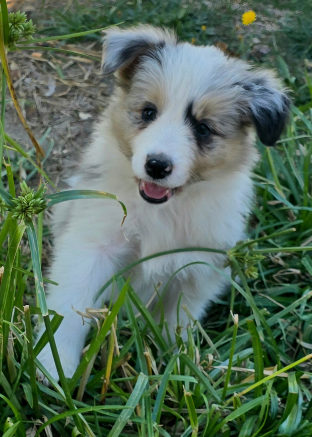 du Paradis des P'tits Cracks - Chiots disponibles - Border Collie