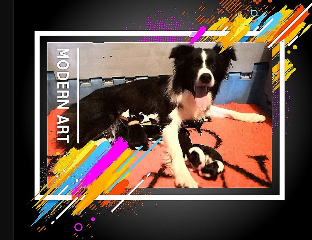 Chiot Border Collie du Paradis des P'tits Cracks