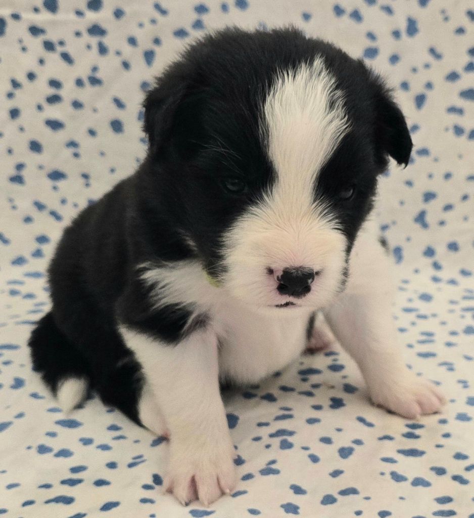 du Paradis des P'tits Cracks - Chiots disponibles - Border Collie