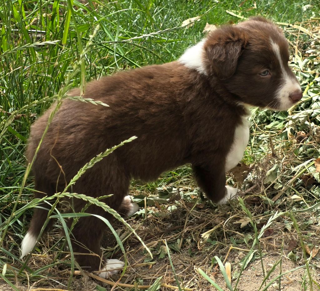 du Paradis des P'tits Cracks - Border Collie - Portée née le 15/05/2025
