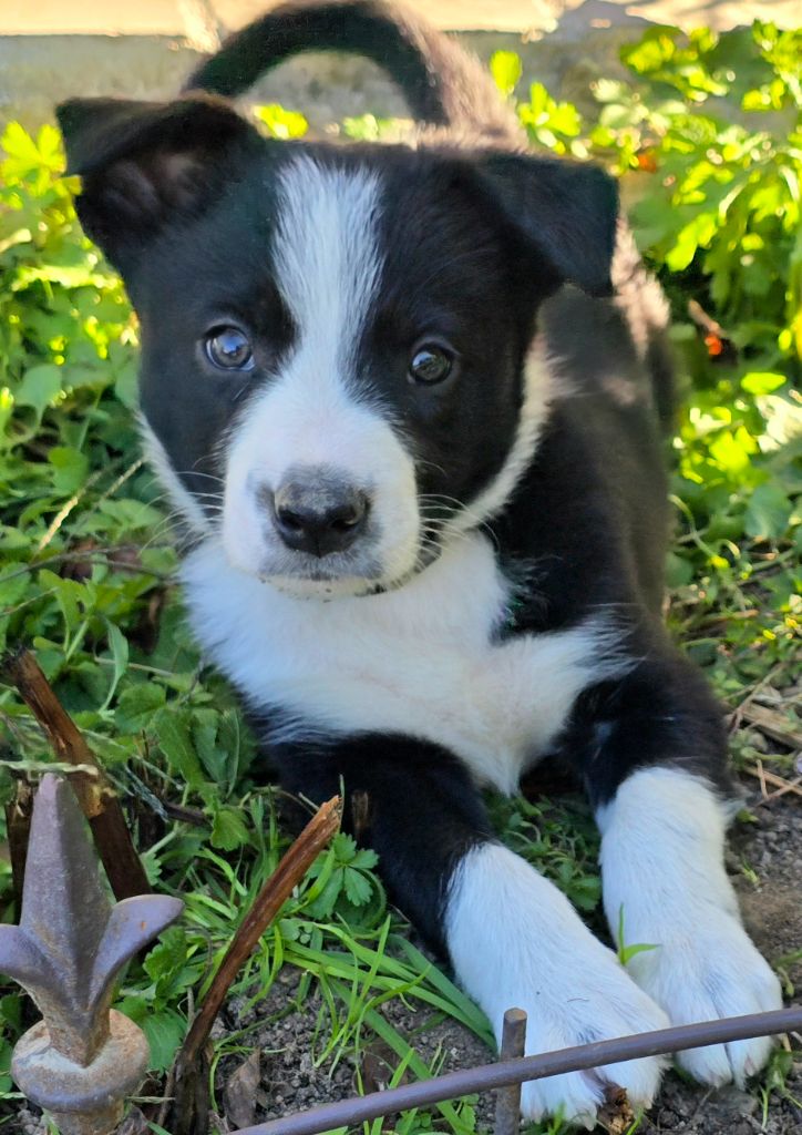 du Paradis des P'tits Cracks - Chiots disponibles - Border Collie