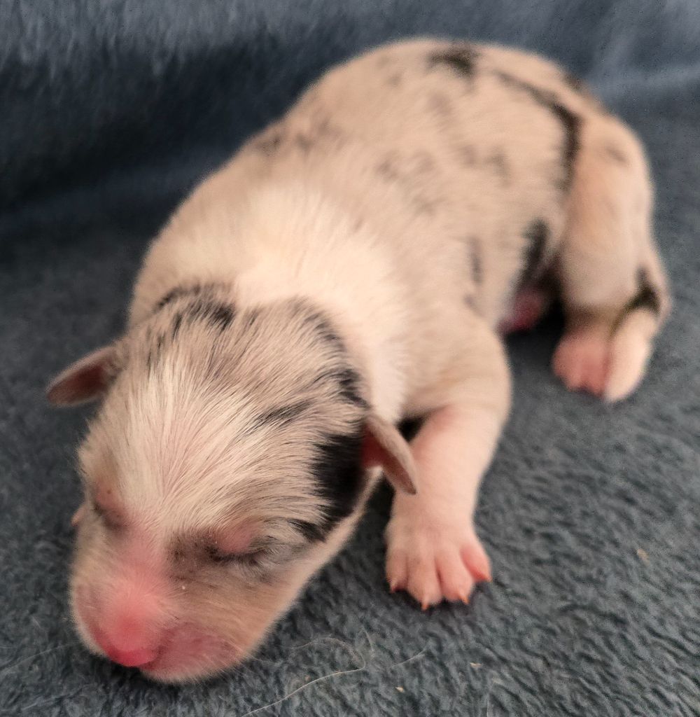 du Paradis des P'tits Cracks - Chiots disponibles - Border Collie