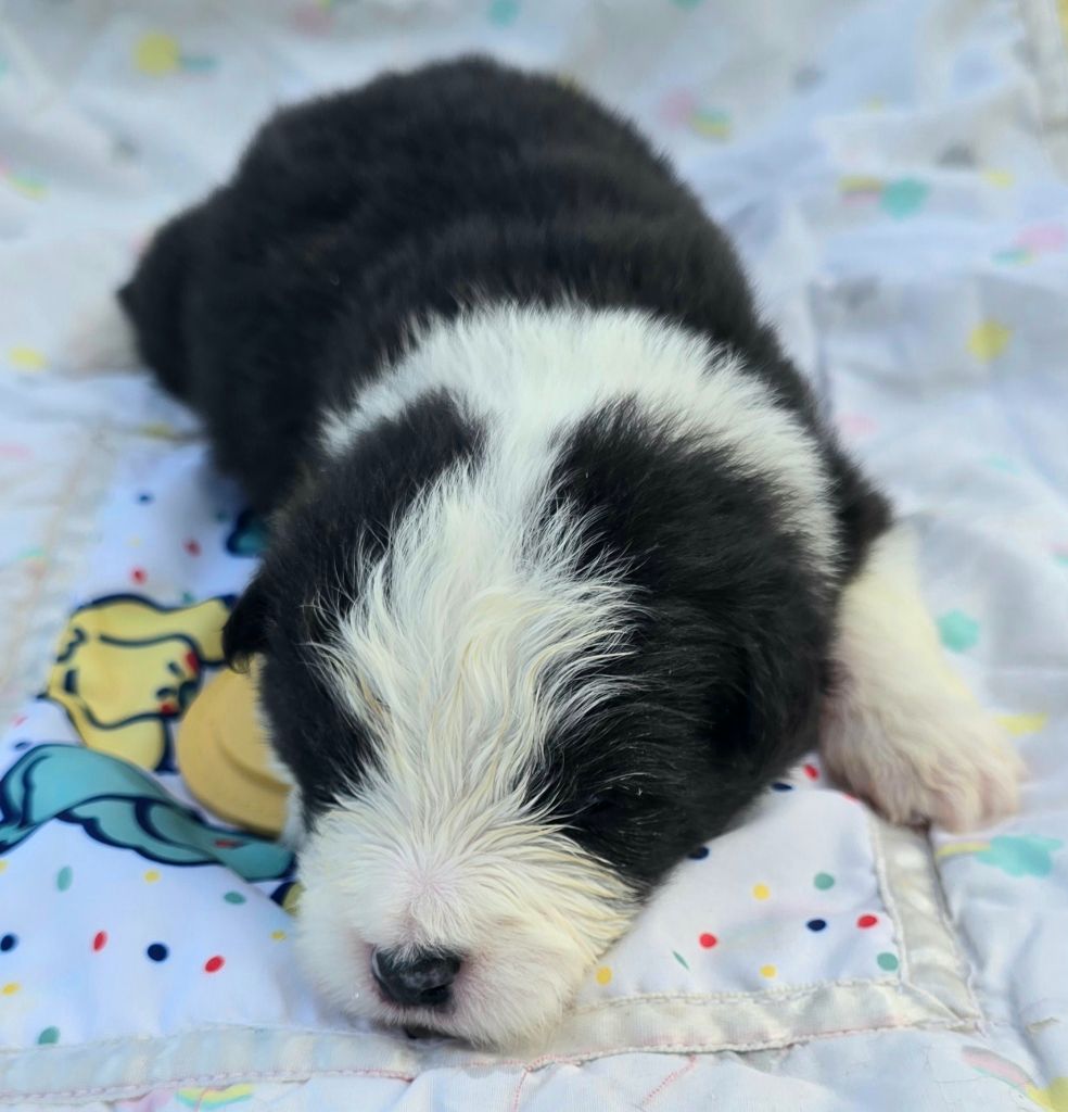 du Paradis des P'tits Cracks - Chiots disponibles - Border Collie