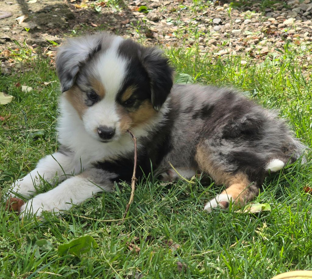 du Paradis des P'tits Cracks - Chiots disponibles - Berger Américain Miniature 