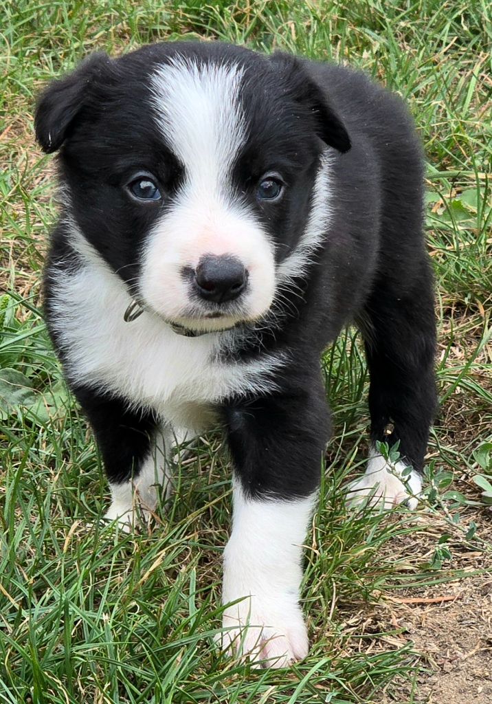 du Paradis des P'tits Cracks - Chiots disponibles - Border Collie