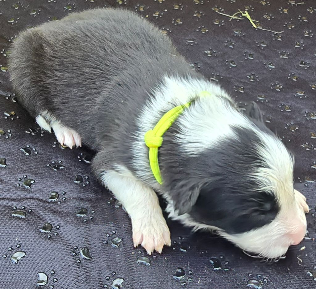 du Paradis des P'tits Cracks - Chiots disponibles - Border Collie