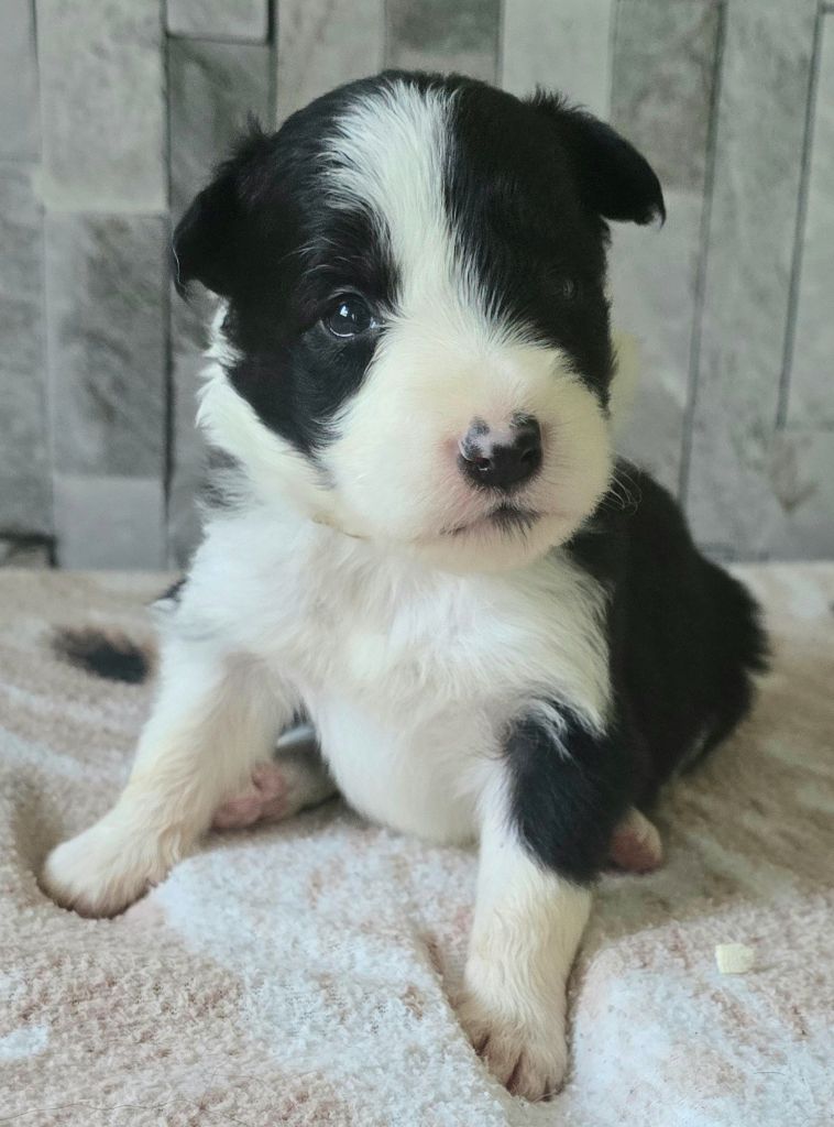 du Paradis des P'tits Cracks - Chiots disponibles - Border Collie