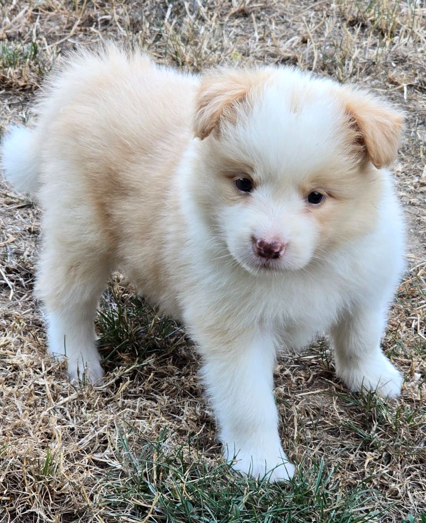 du Paradis des P'tits Cracks - Chiots disponibles - Border Collie