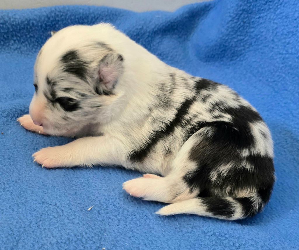 du Paradis des P'tits Cracks - Chiots disponibles - Border Collie