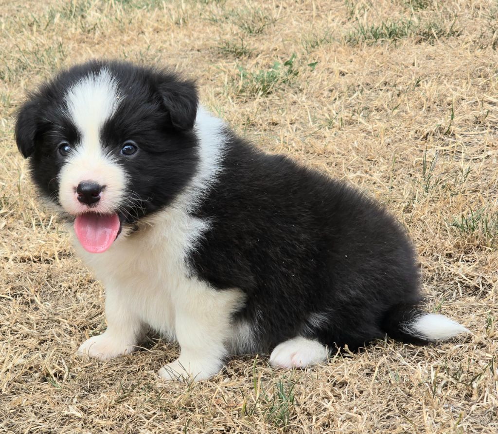 du Paradis des P'tits Cracks - Chiots disponibles - Border Collie