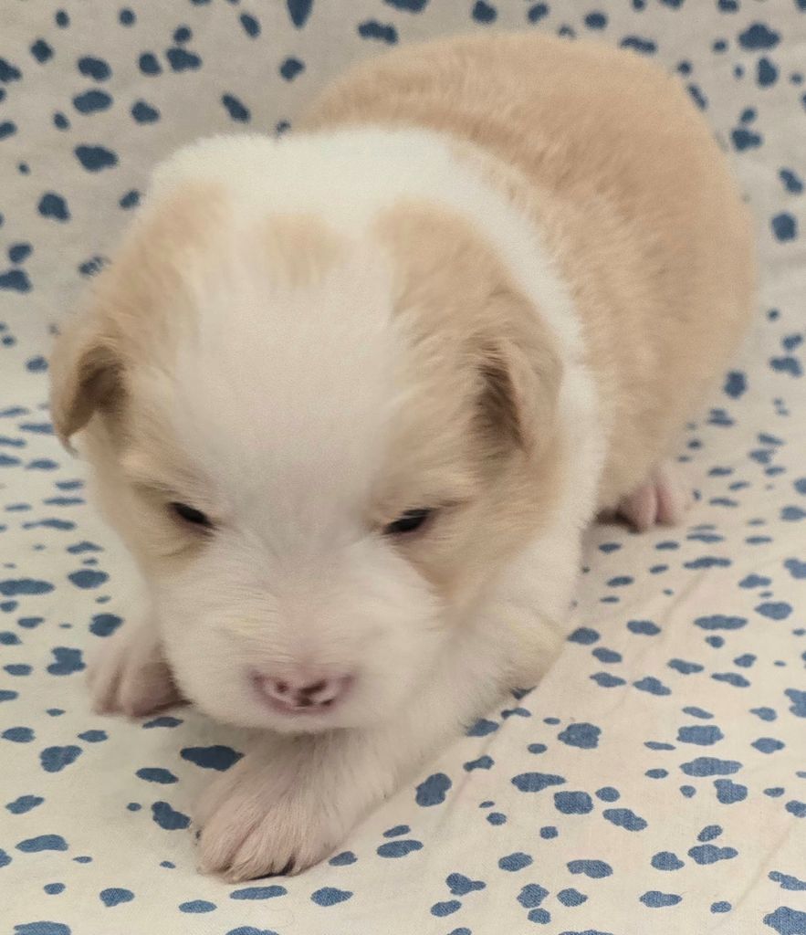 du Paradis des P'tits Cracks - Chiots disponibles - Border Collie