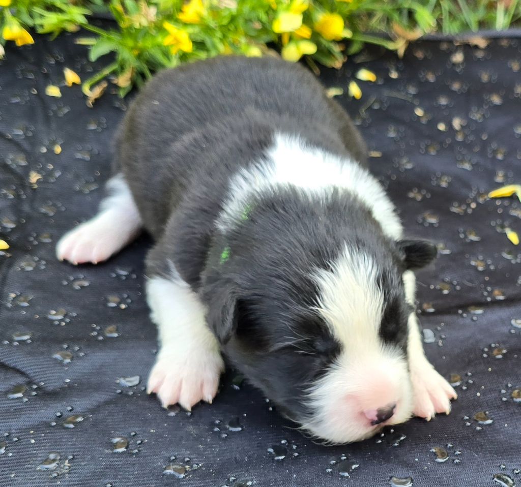 du Paradis des P'tits Cracks - Chiots disponibles - Border Collie