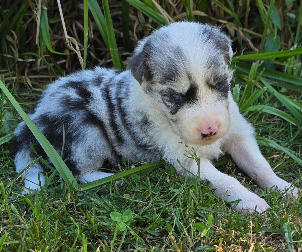 du Paradis des P'tits Cracks - Chiots disponibles - Border Collie