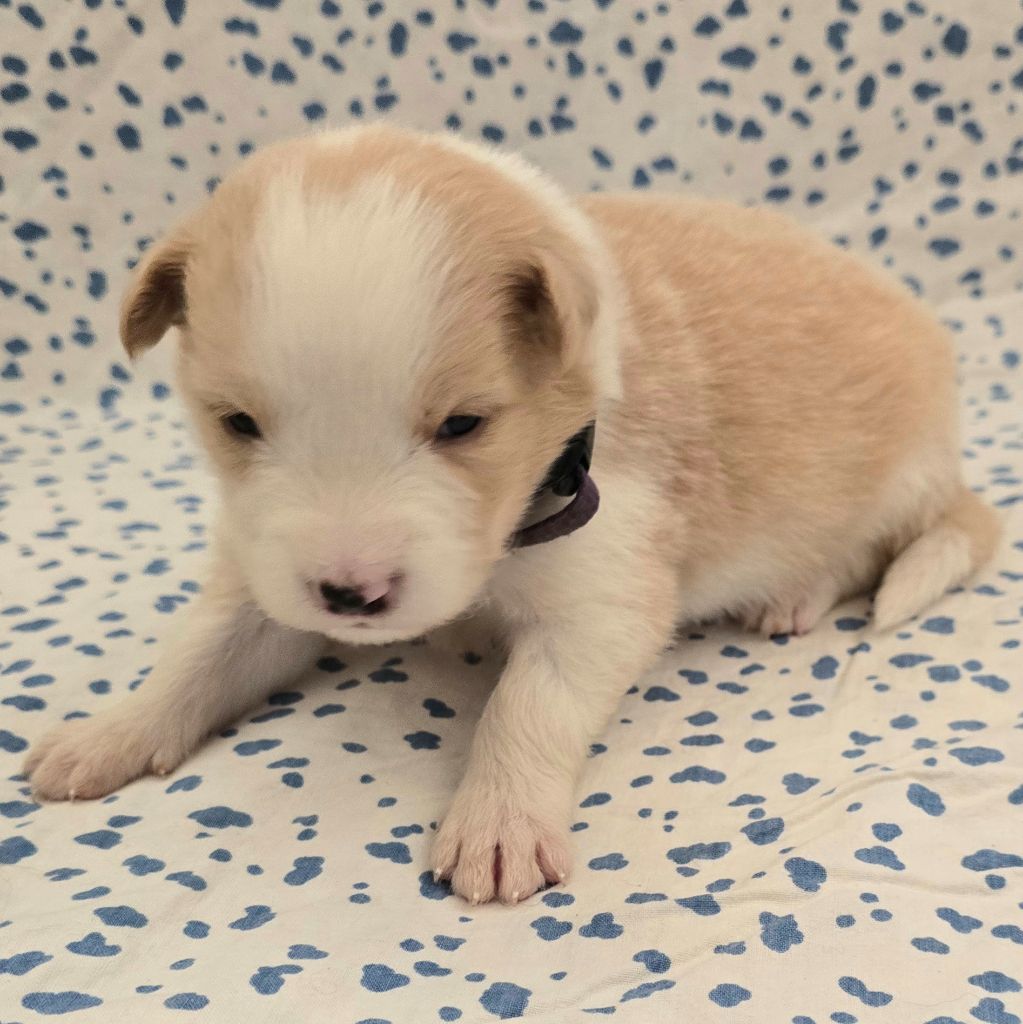 du Paradis des P'tits Cracks - Chiots disponibles - Border Collie