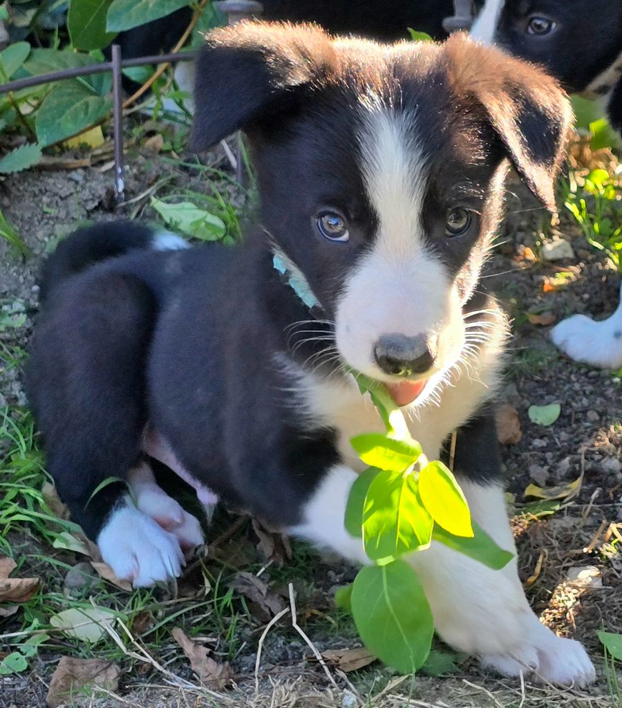 du Paradis des P'tits Cracks - Chiots disponibles - Border Collie