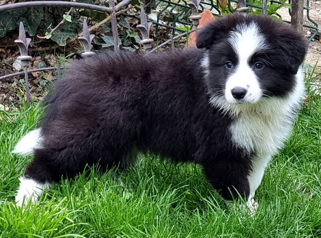 du Paradis des P'tits Cracks - Border Collie - Portée née le 10/02/2022