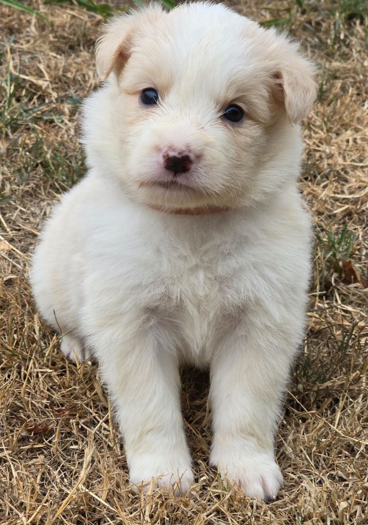 du Paradis des P'tits Cracks - Chiots disponibles - Border Collie