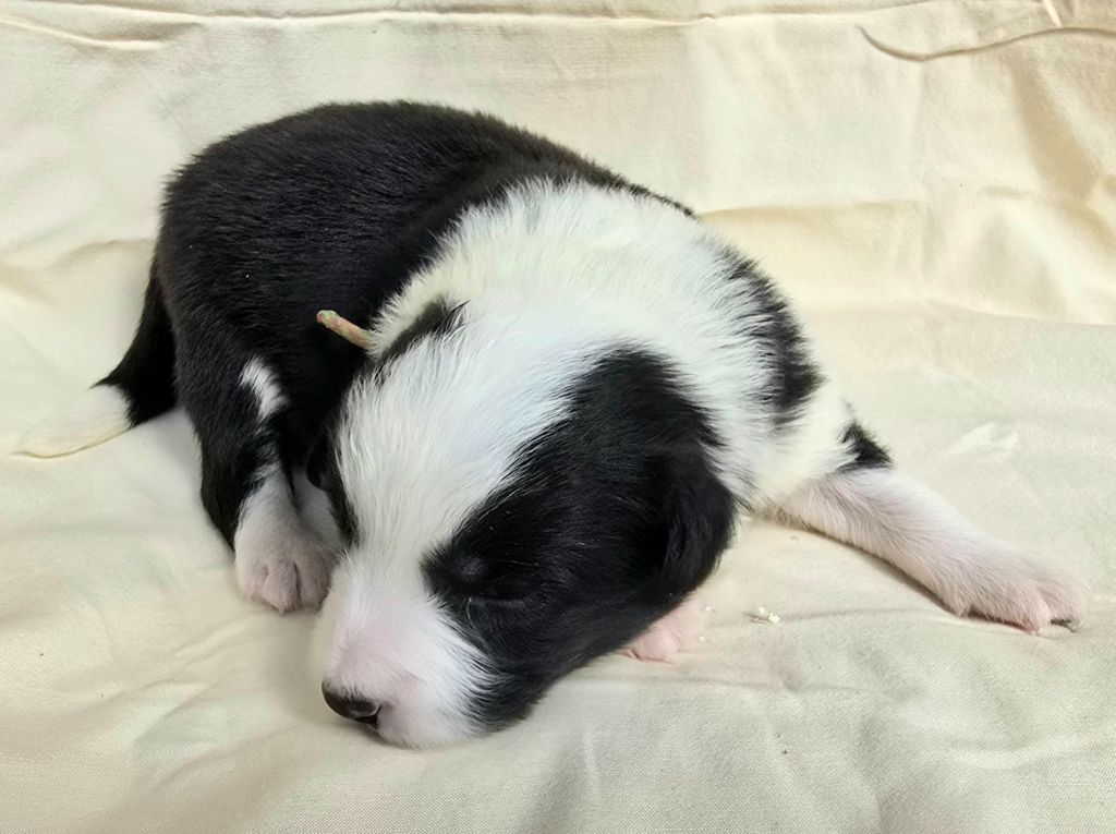 du Paradis des P'tits Cracks - Chiots disponibles - Border Collie