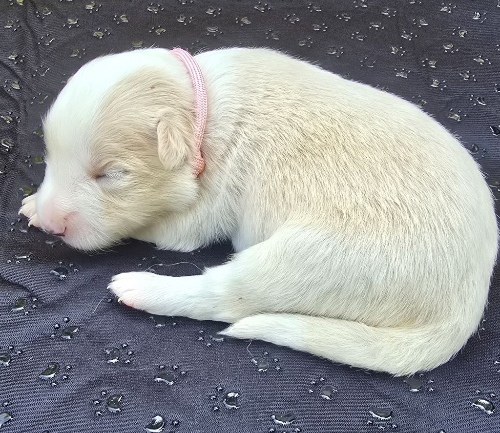 du Paradis des P'tits Cracks - Chiots disponibles - Border Collie