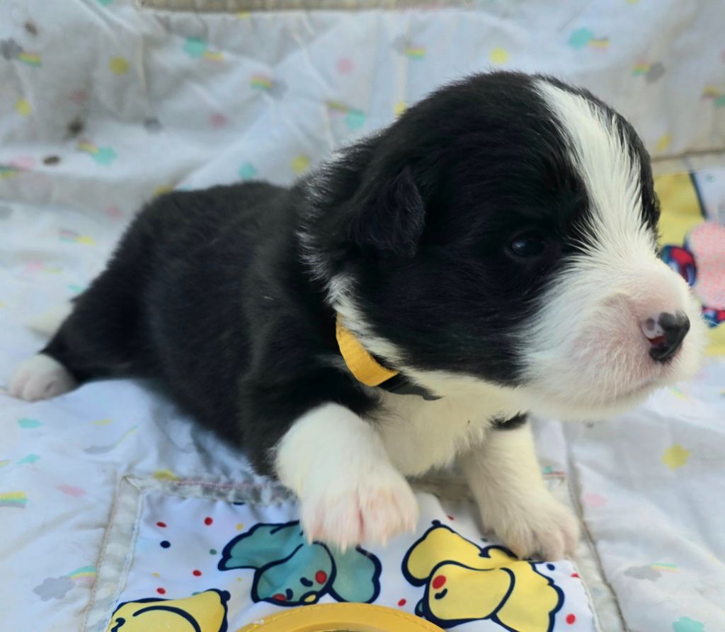 du Paradis des P'tits Cracks - Chiots disponibles - Border Collie