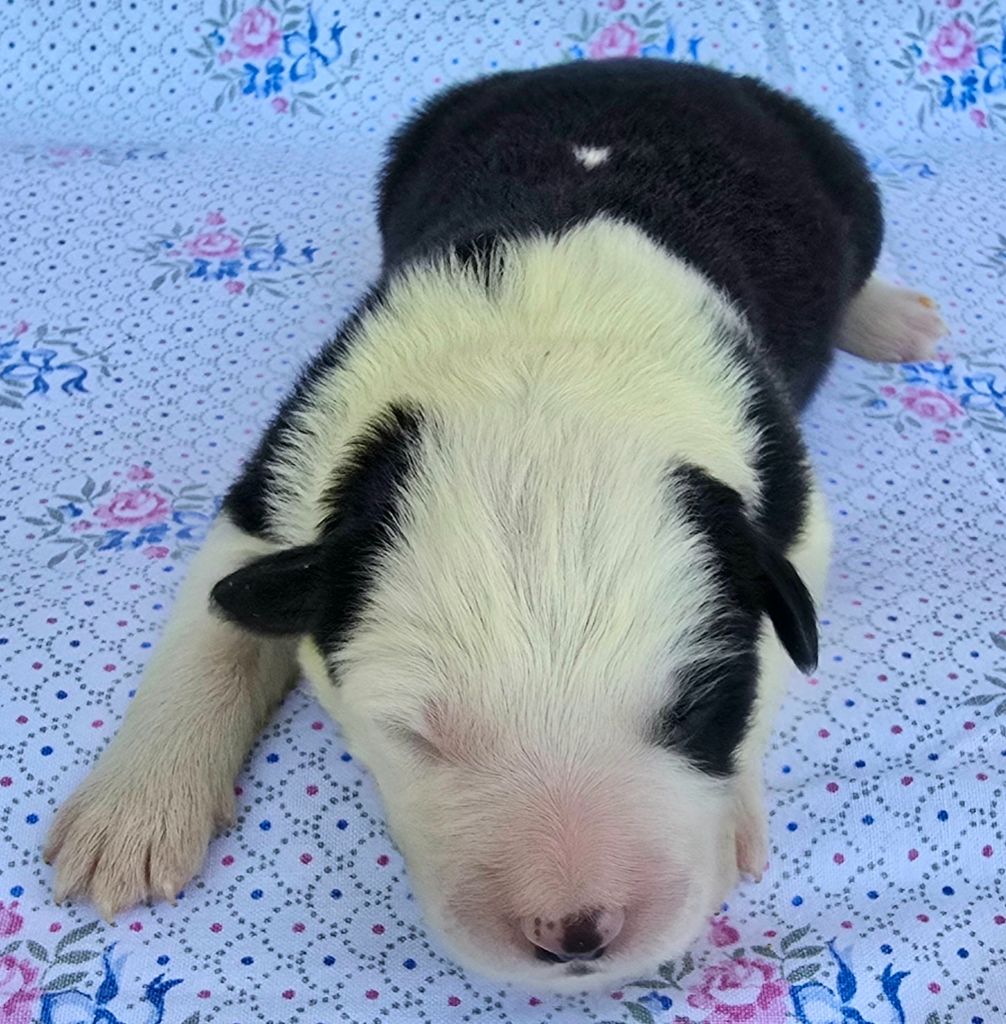 du Paradis des P'tits Cracks - Chiots disponibles - Border Collie