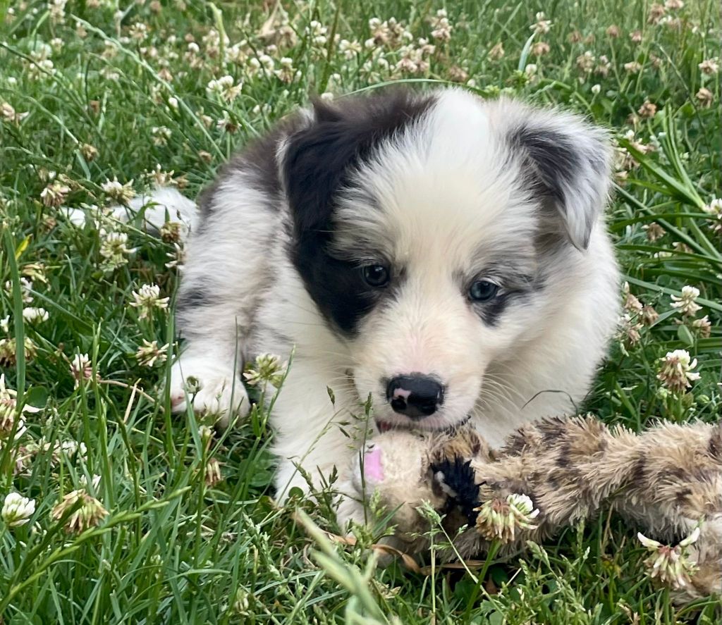 du Paradis des P'tits Cracks - Chiots disponibles - Border Collie