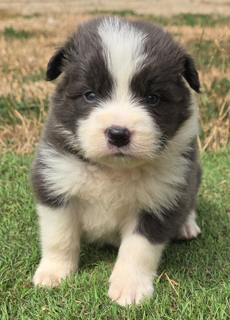 du Paradis des P'tits Cracks - Chiots disponibles - Border Collie