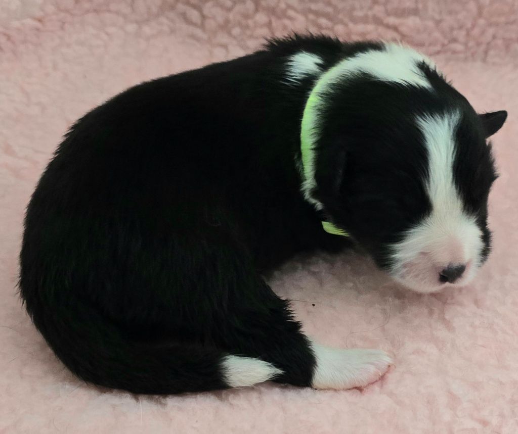 du Paradis des P'tits Cracks - Chiots disponibles - Border Collie
