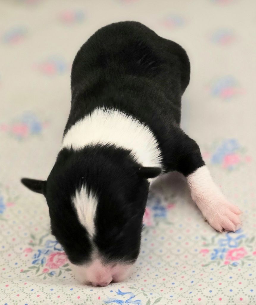 du Paradis des P'tits Cracks - Chiots disponibles - Border Collie