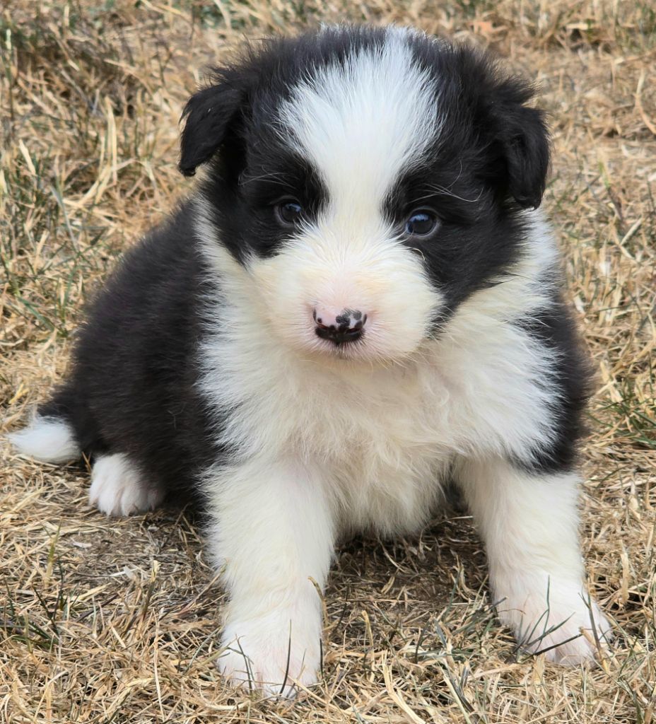du Paradis des P'tits Cracks - Chiots disponibles - Border Collie