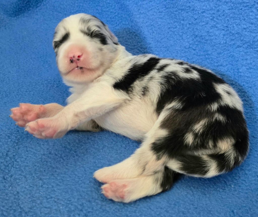 du Paradis des P'tits Cracks - Chiots disponibles - Border Collie