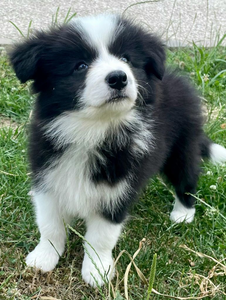 du Paradis des P'tits Cracks - Chiots disponibles - Border Collie