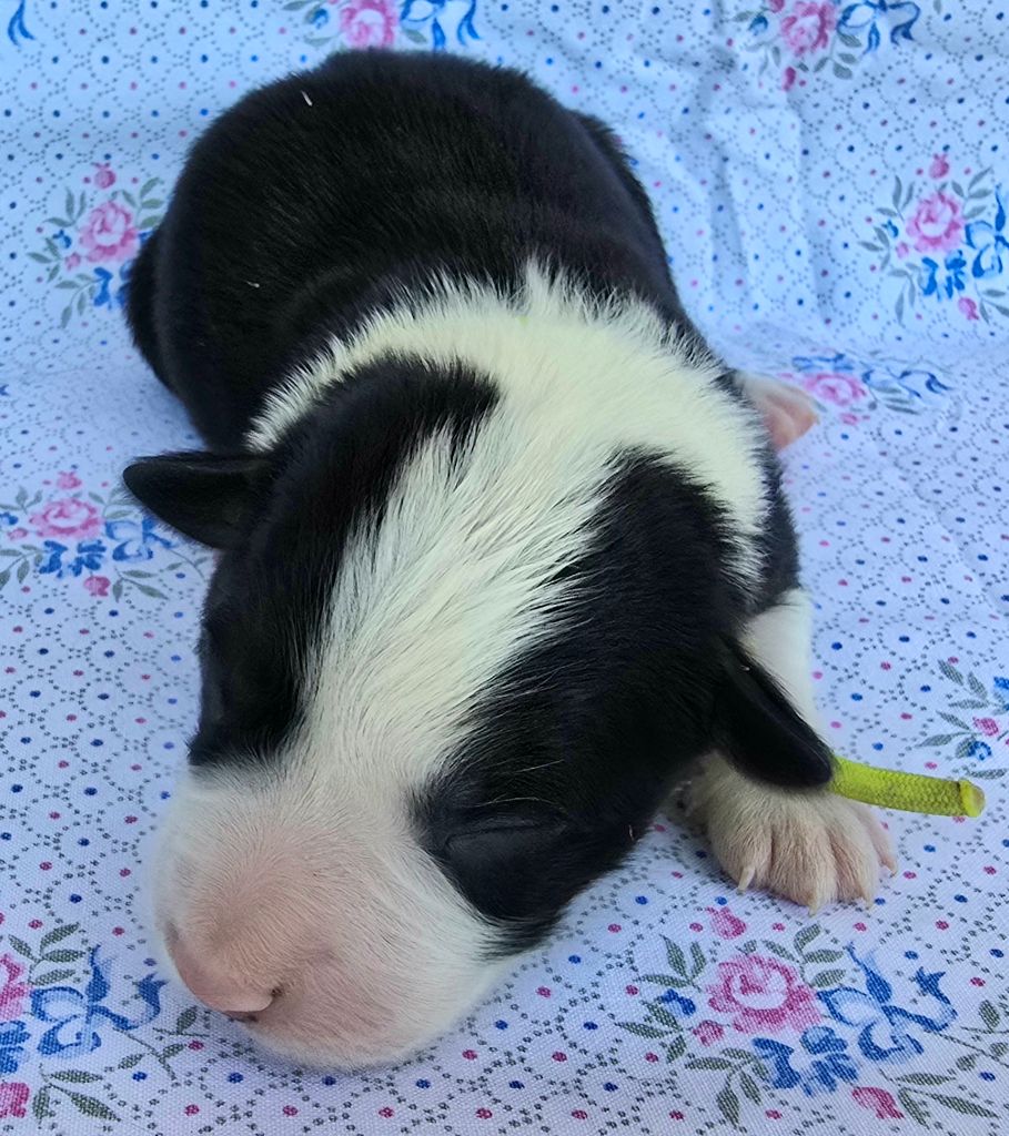 du Paradis des P'tits Cracks - Chiots disponibles - Border Collie
