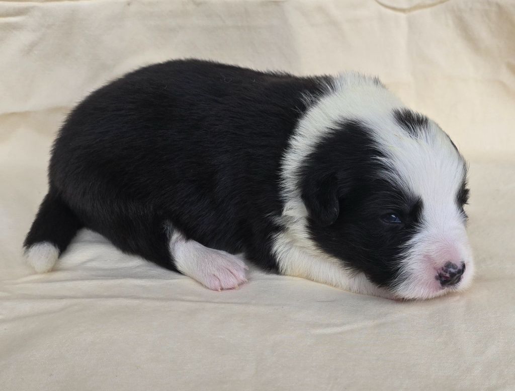 du Paradis des P'tits Cracks - Chiots disponibles - Border Collie