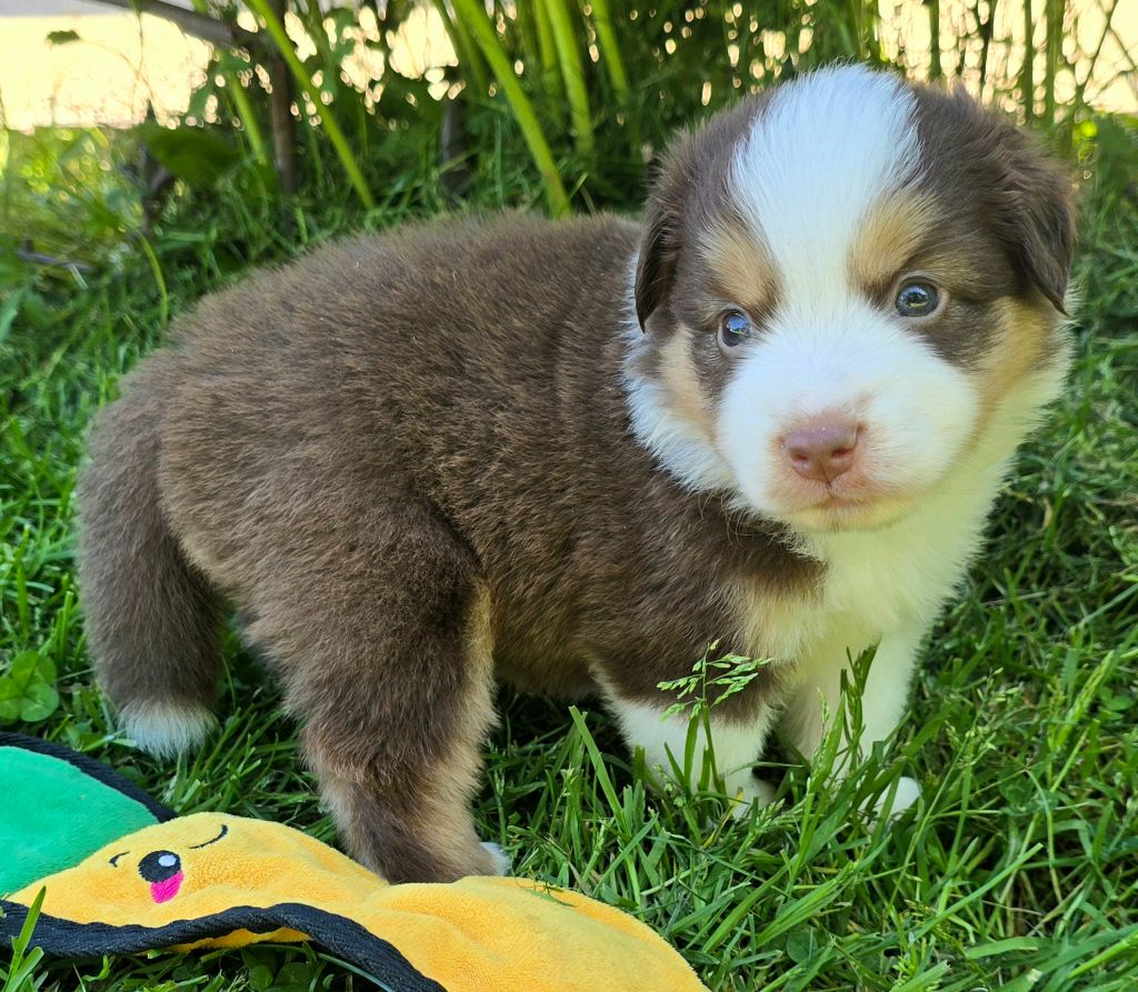 du Paradis des P'tits Cracks - Chiots disponibles - Berger Américain Miniature 