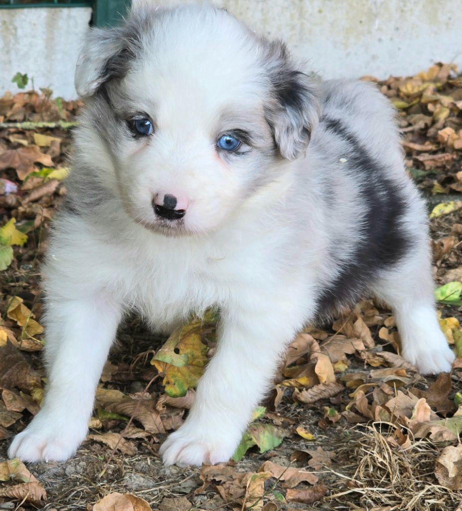 du Paradis des P'tits Cracks - Chiots disponibles - Border Collie